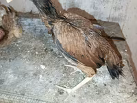 Chickens — foto 8