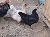 Australorp — Foto 4