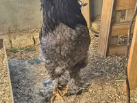 Brahma — photo 8