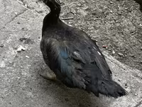 Ducks — photo 3