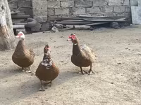 Geniş Sinəli Ağ — foto 8