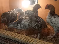 Yapon Bantam — foto 7