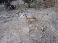 Guinea fowl — foto 6