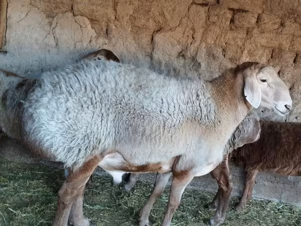 भेड़, भेड़