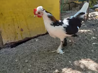 Yapon Bantam — foto 1