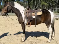 Caballo, American paint horse — foto 4