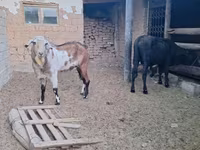 Dişi keçi, Nubian Goat — foto 2