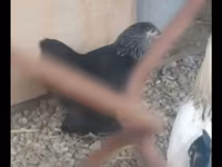 براهما — الصورة 2