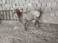 Sheep (batch, sex not specified), Hissar sheep — photo 1