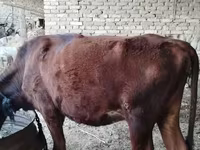ВРХ (партія, стать не вказано), Велика рогата худоба — фото 6