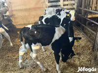 Toro, Russian Black pied cattle — foto 6