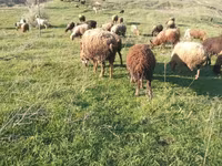 公羊, Sheep — 照片 2