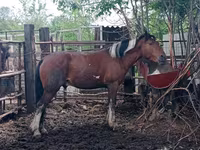 Caballo, Altai horse — foto 6