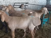 Baran, Hissar sheep — zdjęcie 2
