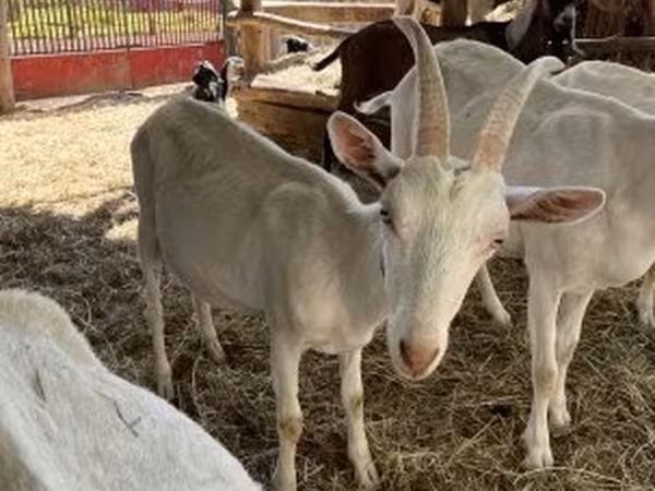 Kozel, Saanen goat