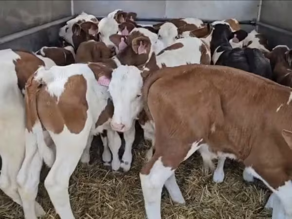 Бик, Simmental cattle
