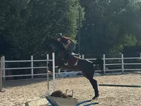 Yegua, Friesian sport horse — foto 2