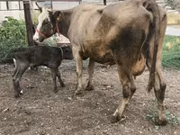 Krava, Simmental cattle — foto 6