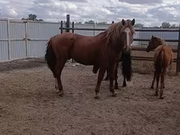 Koń, Kushum Horse — zdjęcie 2