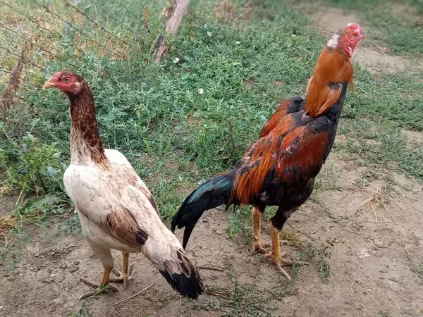 Chickens — Azərbaycan