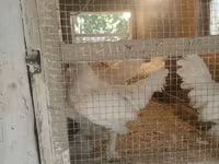 Chickens — photo 3