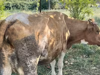 गाय, Simmental cattle — फ़ोटो 3