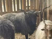 公羊, Racka sheep — 照片 1