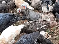 Turkeys — Foto 1