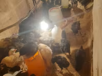 Australorp — foto 6