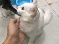 Отдаем котиков в хорошие руки, беспалтно. все кроме белых — 照片 2