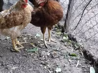 Chickens — Foto 1
