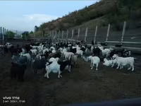 Goat, Goats — photo 2