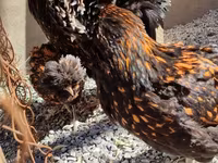 Chickens — photo 3