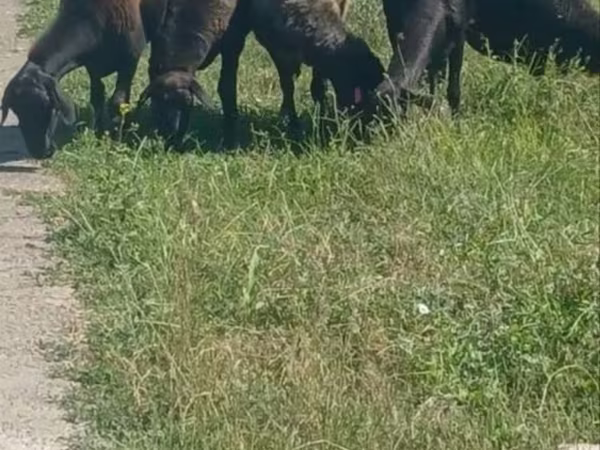 Ovelha, Ovelhas