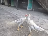 Gallinas Shamo — foto 3