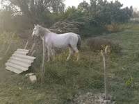 At, Azerbaijan horse — foto 5