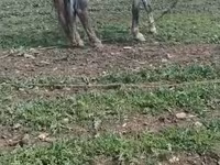घोड़ा, Karabakh horse — फ़ोटो 3