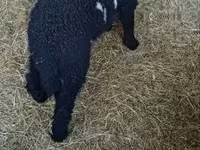 公羊, Wallis Country sheep — 照片 1