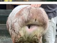 نعجة, East Friesian Dairy sheep — الصورة 5