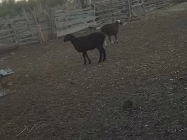 Sheep (batch, sex not specified), Sheep