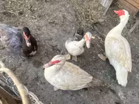 Ducks — Foto 1