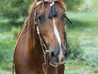Stute, Quarter Horse — Foto 6