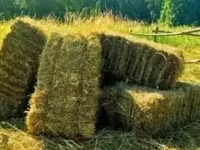 Յոնջա, Առվույտ, Խոտ, խոտի տուկ, Տուկ, Անասնակեր — Foto 1