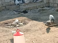 Chickens — photo 6