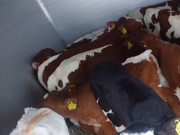 Bulle, Simmental cattle