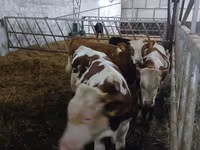 Cattle (batch, sex not specified), Limousin cow — photo 4
