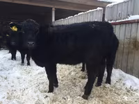 Cow, Holstein breed — photo 2