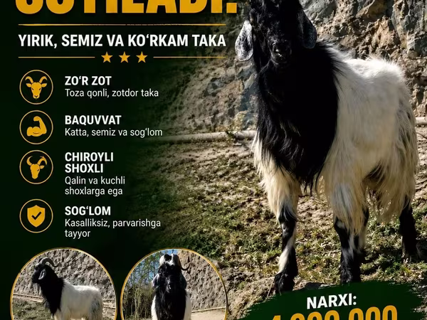 Keçi, Keçilər