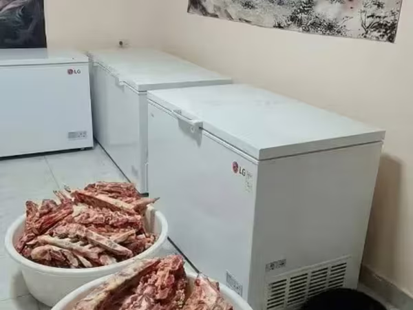 Տավարի ոսկոր շան կեր