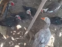 Domestic Muscovy — photo 3